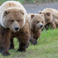 A family approaches