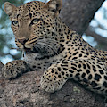 A Focused Leopard
