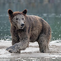 Brown Bear in Pumice