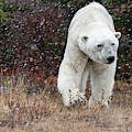 Polar Bear Eye Contact
