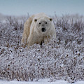 Polar Bear in Snow Covered Willow