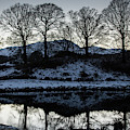 Reflections of Winter Trees