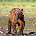Sunset Coastal Brown Bear in Katmai