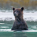Surfacing Bear