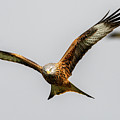 Red kite eye contact