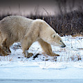 Snow Bear