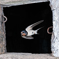 Swallow Exiting